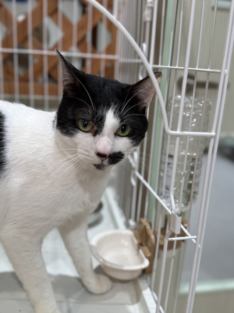 多頭飼育崩壊出身　人懐っこい白黒の男の子